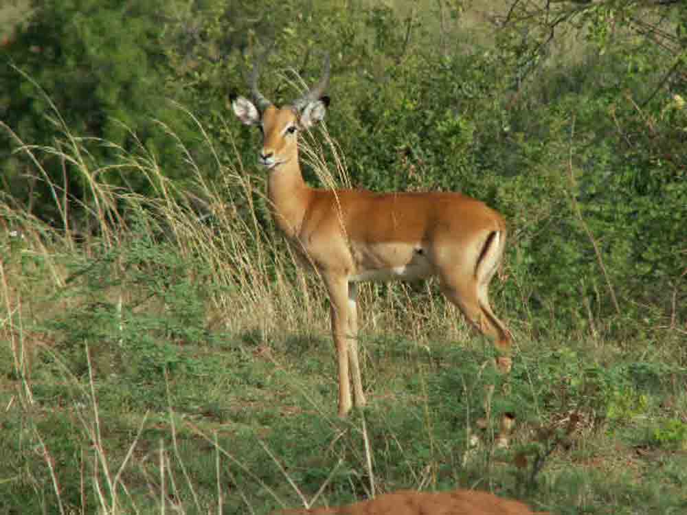 eine Antilope